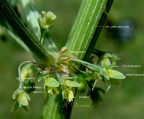  Inflorescence Axis and Cluster of young Flowers